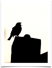 C Beesley - 7- Robin Silhouette - Chris Beesley